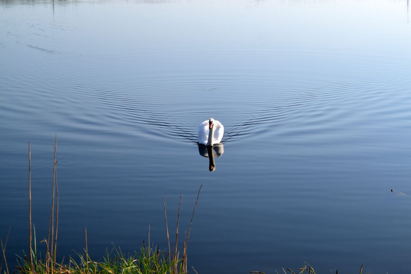 Nikon D3100 sample photo. Water, swim, pond photography