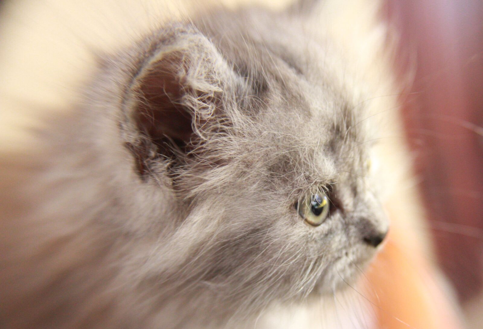 Canon EOS 1300D (EOS Rebel T6 / EOS Kiss X80) sample photo. Cat, persian, pets photography