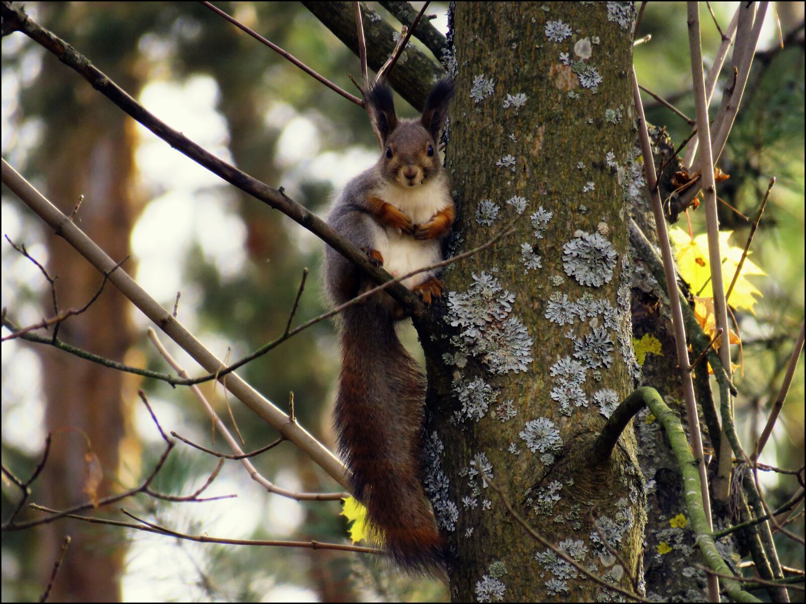 Canon PowerShot SX60 HS sample photo. Squirrel, animal, fur photography