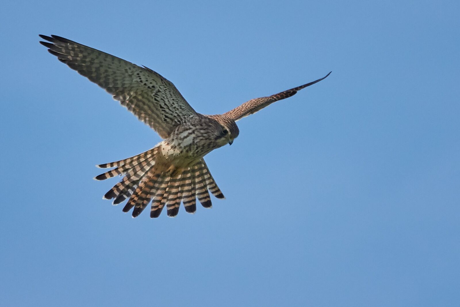 Sony Cyber-shot DSC-RX10 IV sample photo. Bird, flight, nature photography