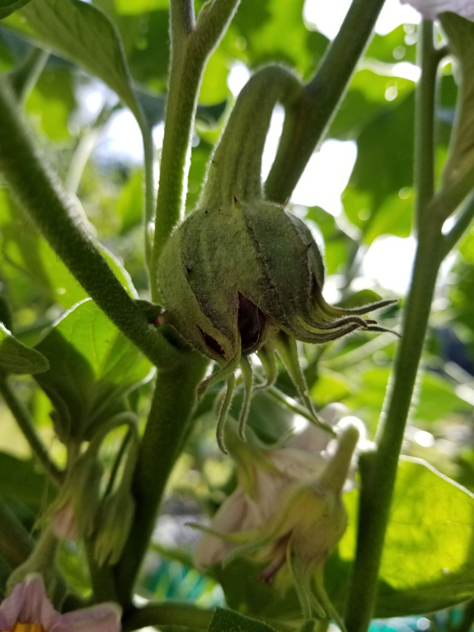 Samsung Galaxy S8 sample photo. New, eggplant, growing photography