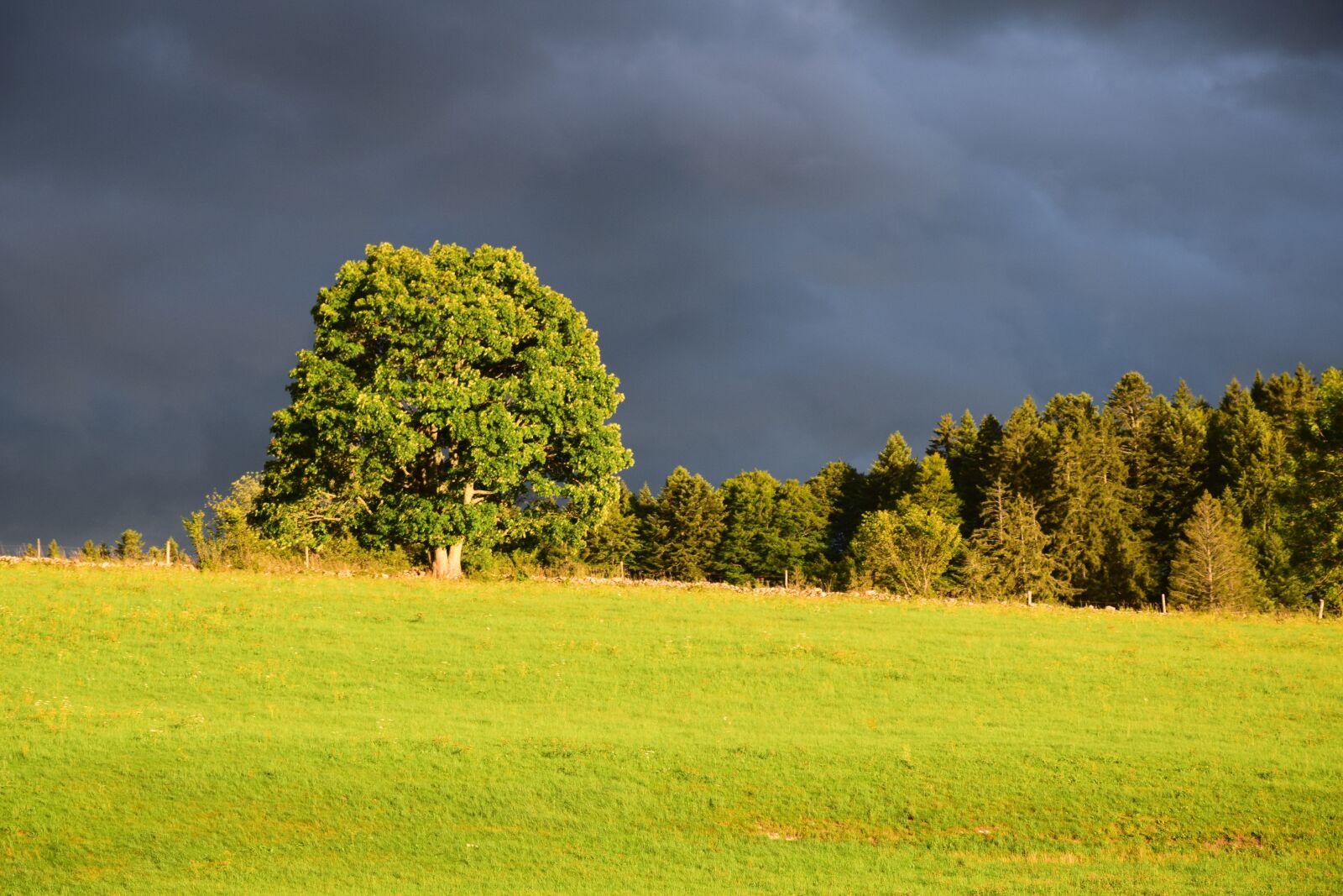 Nikon D5300 sample photo. Tree, dark, clouds photography