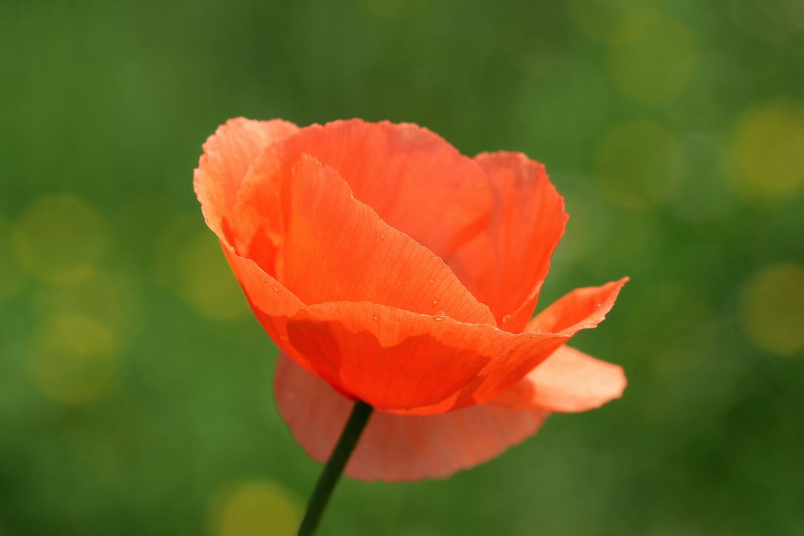 Canon EOS 650D (EOS Rebel T4i / EOS Kiss X6i) sample photo. Klatschmohn, papaver rhoeas, poppy photography