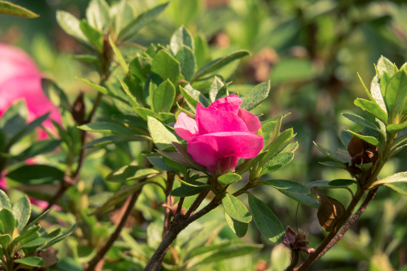 Canon PowerShot G3 X sample photo. Beautiful, bloom, blooming, botanical photography