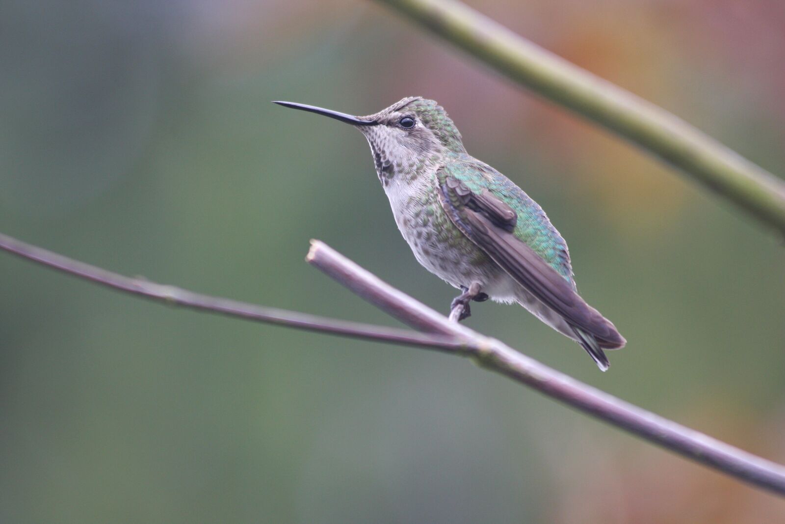 Canon EOS 40D sample photo. Hummingbird, bird, animal photography