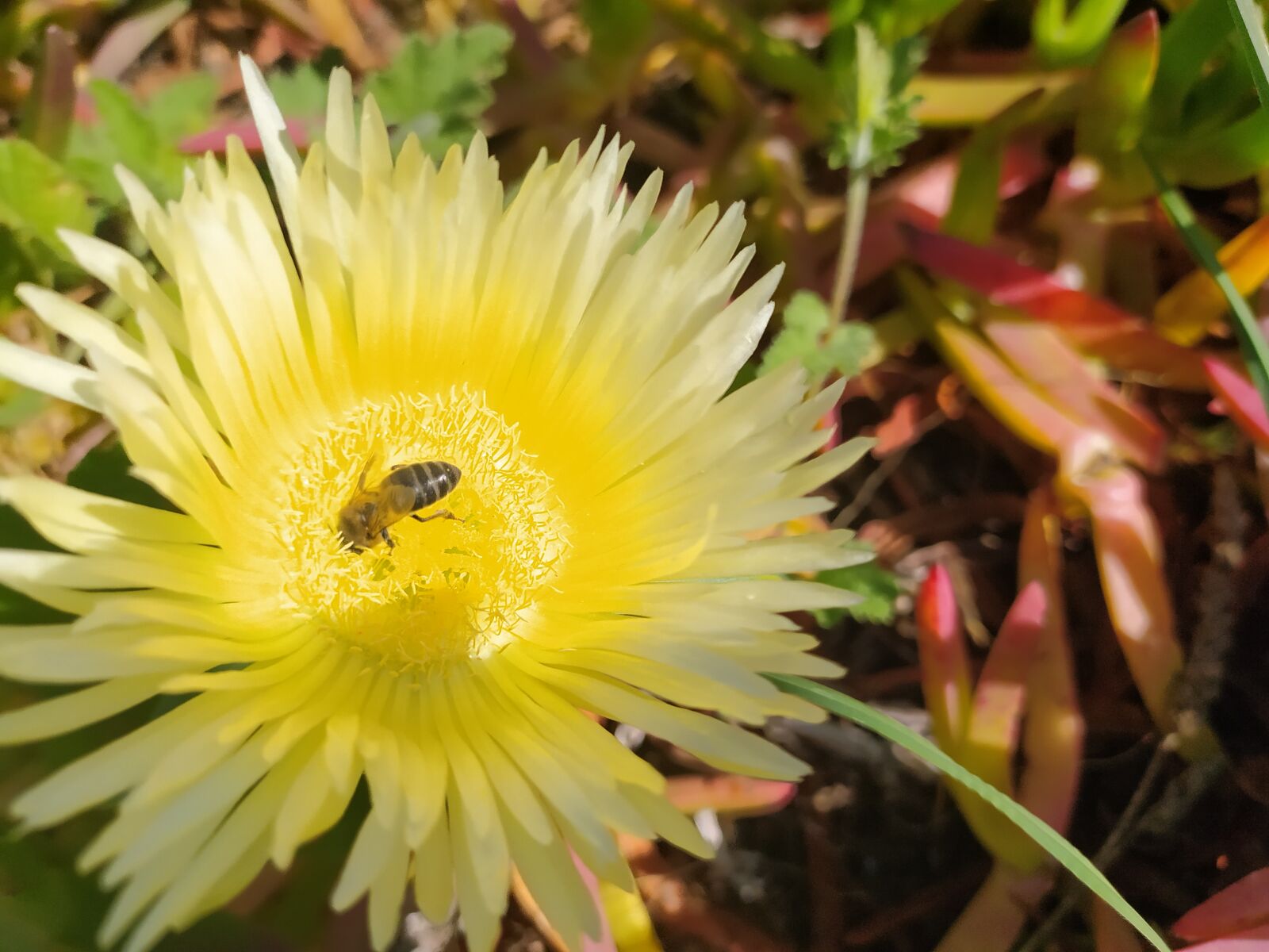 Xiaomi Redmi Note 8T sample photo. Flower, bee, garden photography