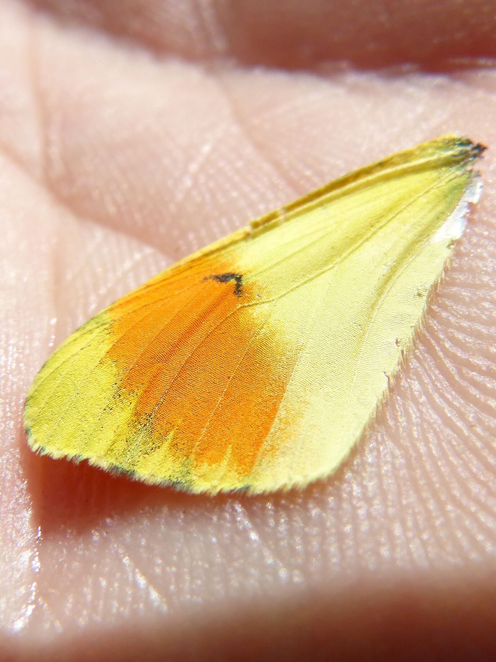 Panasonic DMC-FZ62 sample photo. Butterfly wing, colors, detail photography