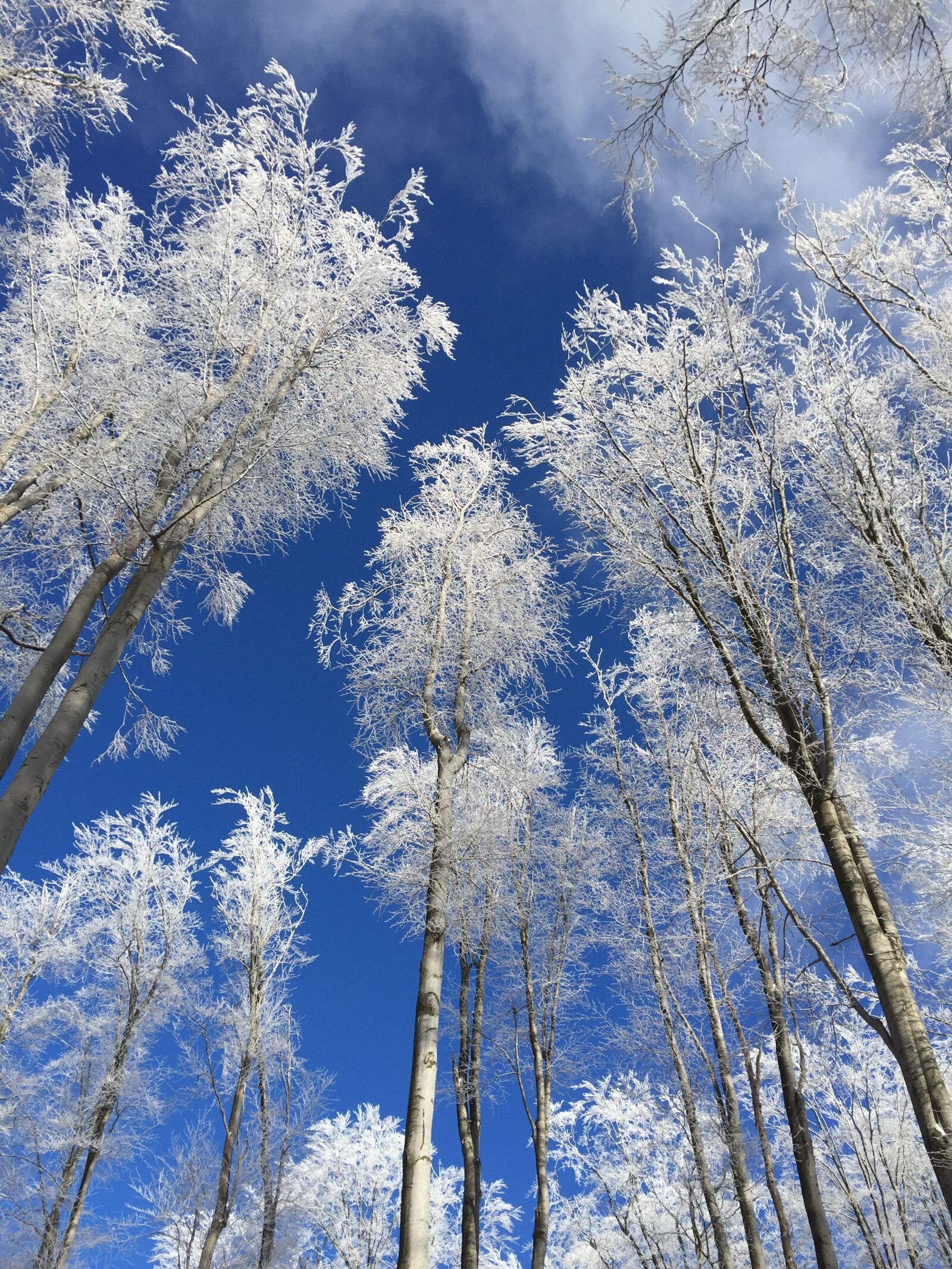 Apple iPhone 6 sample photo. Nature, beech mountain, winter photography