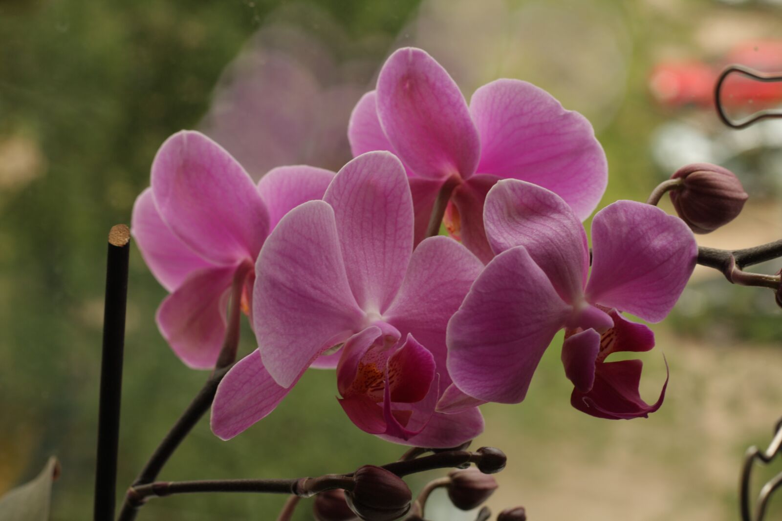 Canon EOS 450D (EOS Rebel XSi / EOS Kiss X2) sample photo. Orchid, flower, nature photography