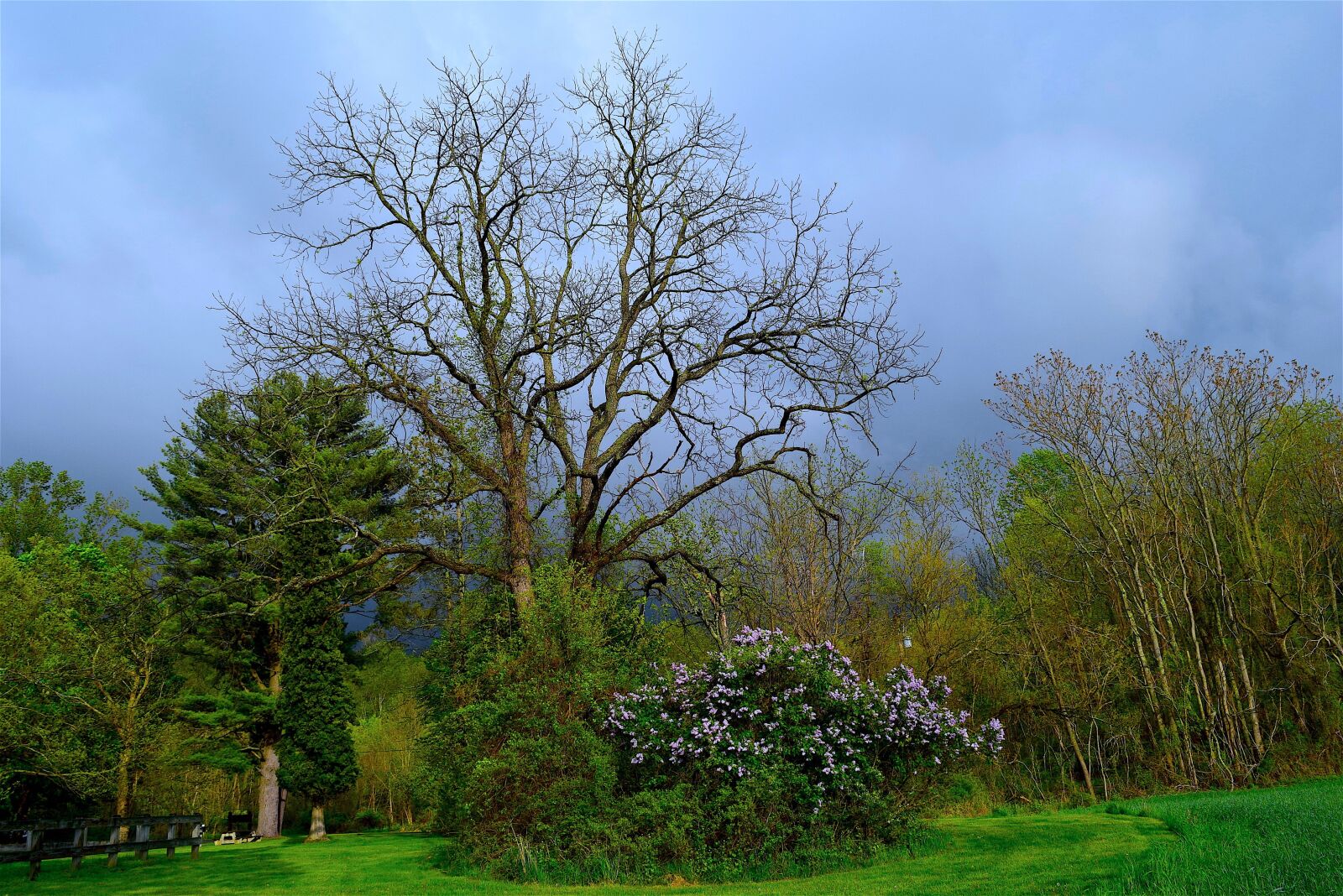 Nikon D3300 sample photo. Tree, park, lilac bush photography