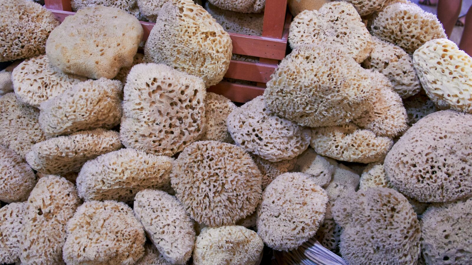 Panasonic Lumix DMC-LX100 sample photo. Sponges, ocean, sea photography