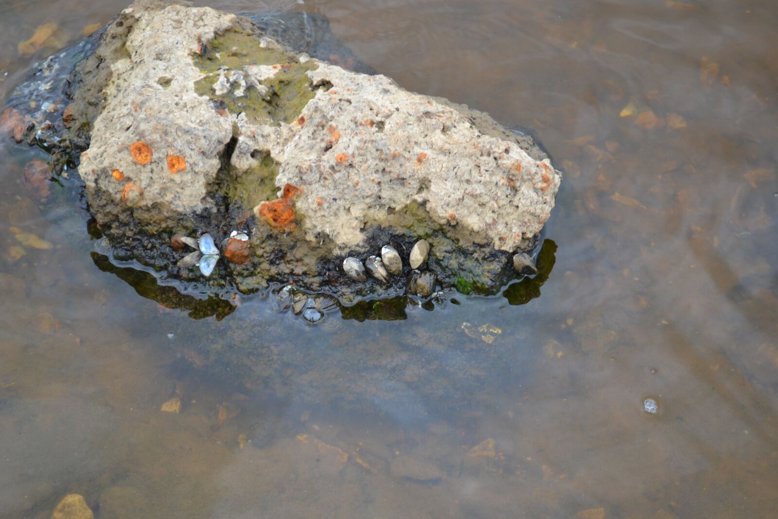 Nikon D3100 sample photo. Stone, seashells, water photography