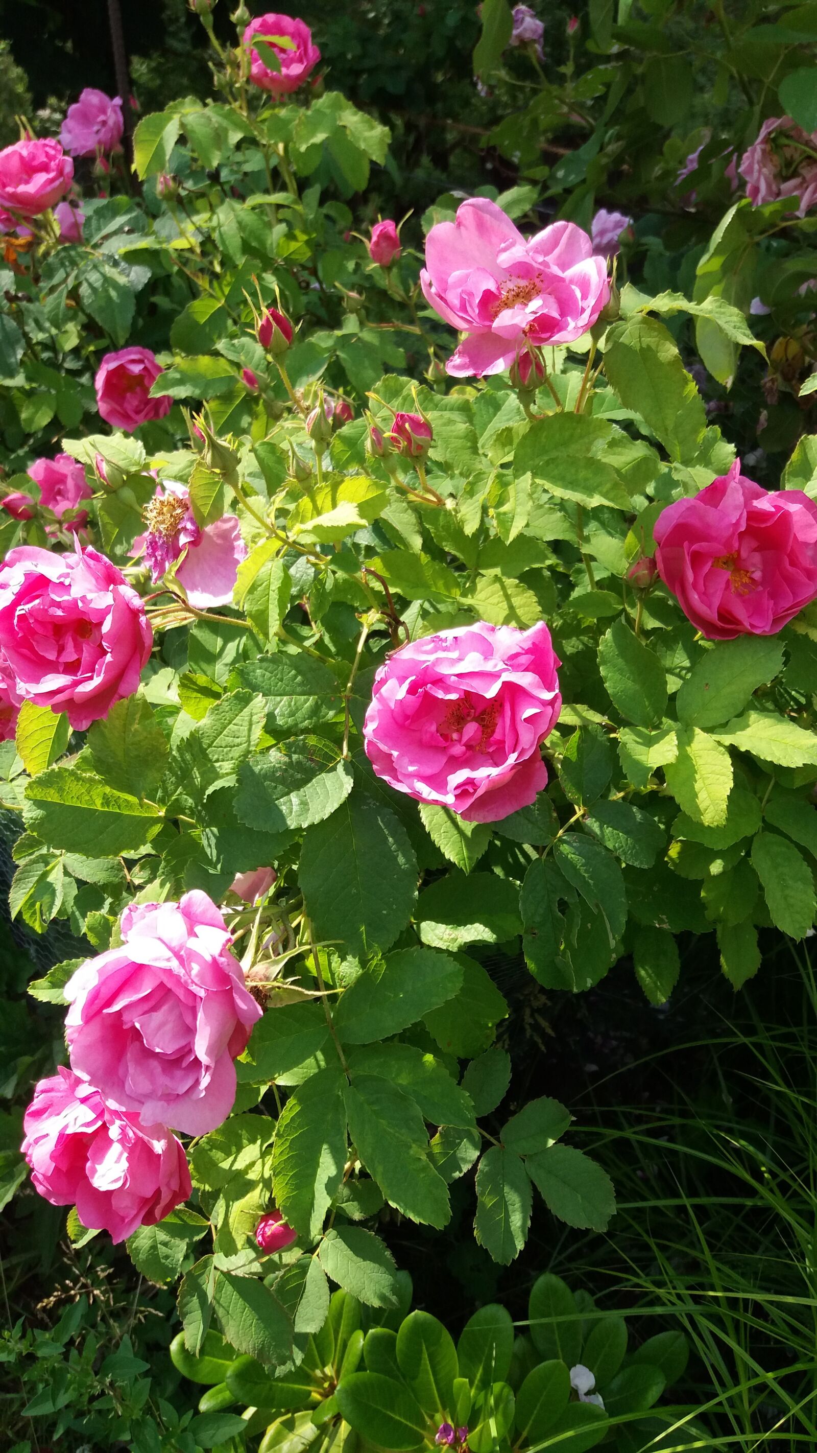 Samsung Galaxy J5 sample photo. The old-fashioned rose, shimmering photography