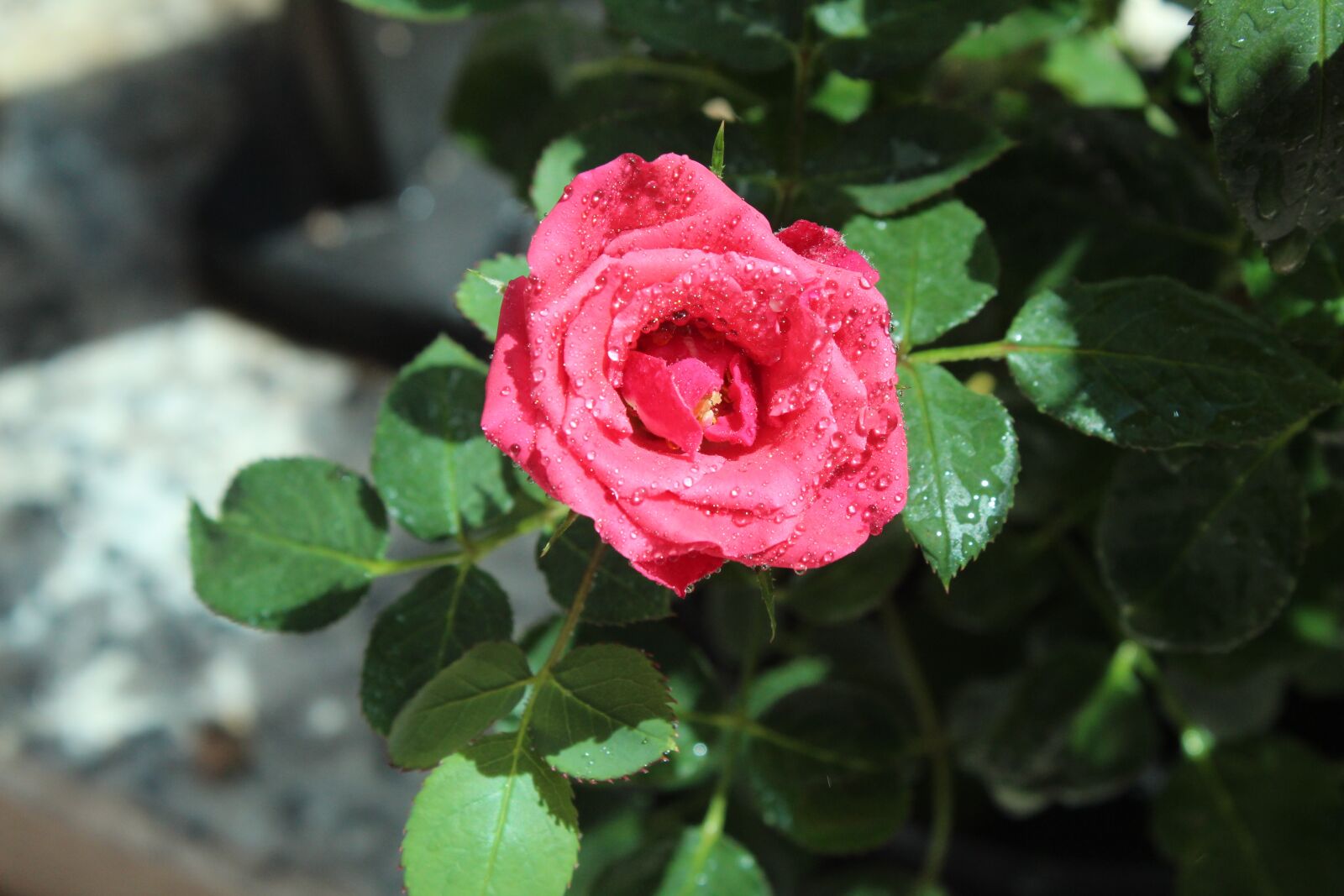 Canon EOS 1300D (EOS Rebel T6 / EOS Kiss X80) sample photo. Rosa, roses, flowers photography