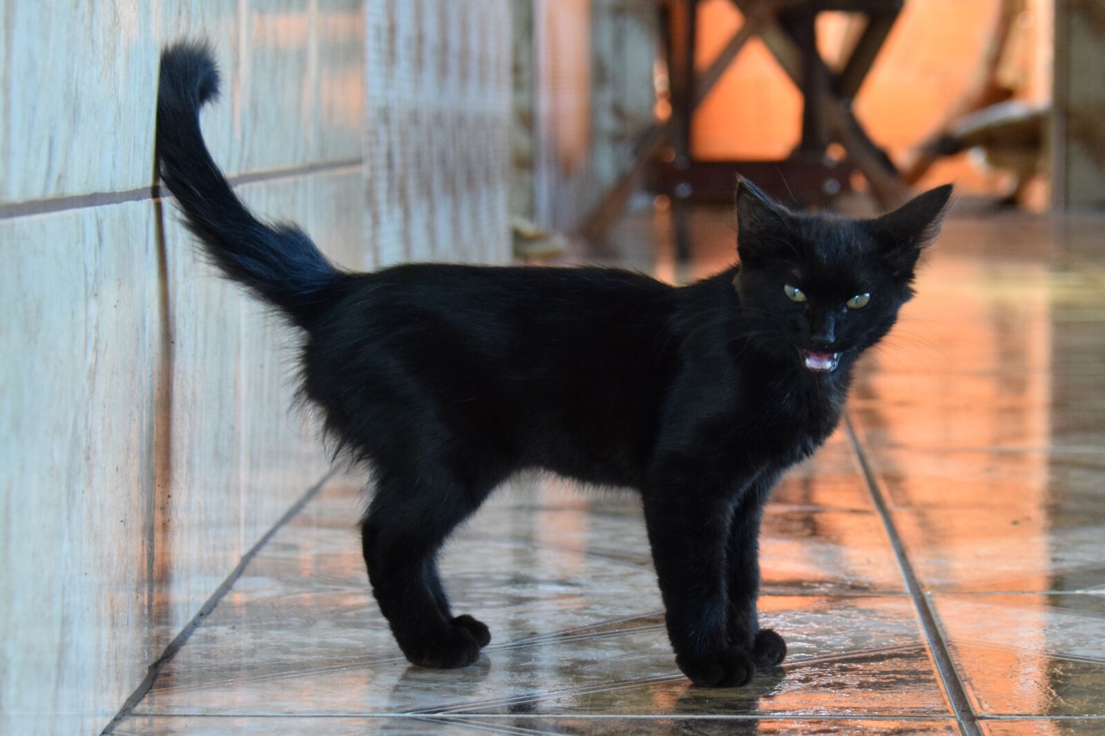 Nikon D5300 sample photo. Cat, domestic, adorable photography