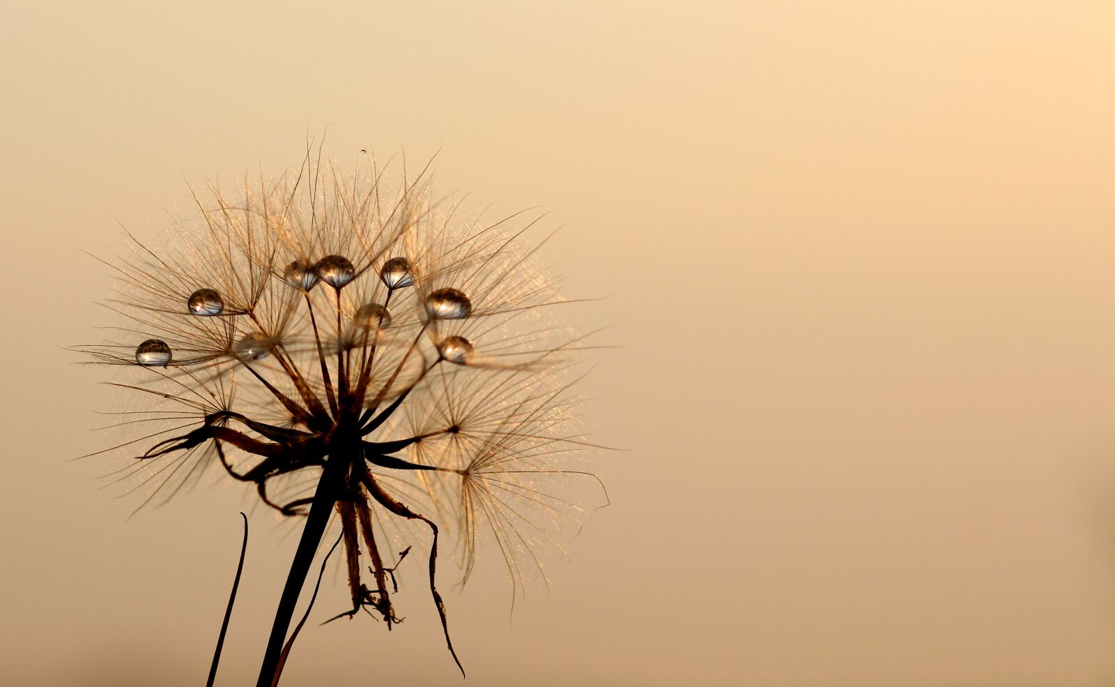 Canon EOS 700D (EOS Rebel T5i / EOS Kiss X7i) + Canon EF 85mm F1.8 USM sample photo. Dandelion, sun, dew photography