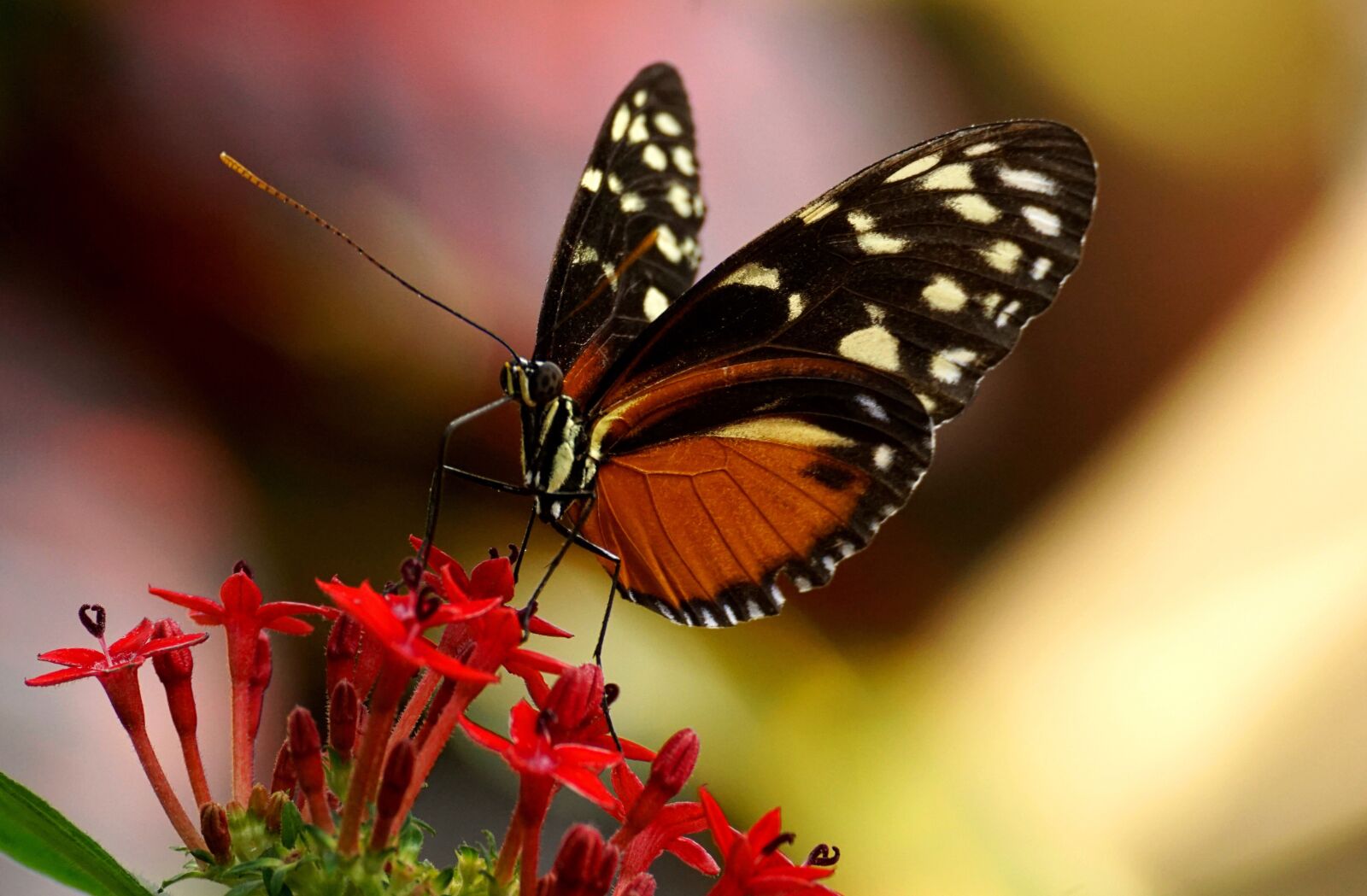 Sony DT 55-300mm F4.5-5.6 SAM sample photo. Butterfly, exotic, insect photography