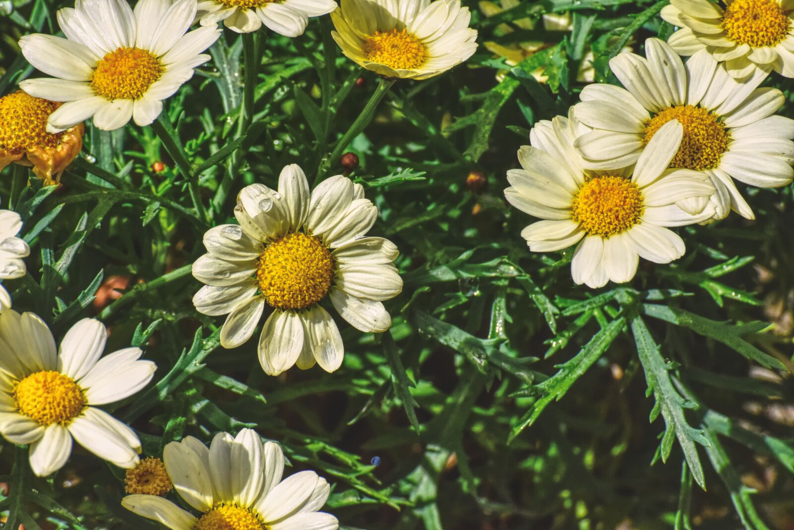 Nikon D7200 sample photo. Daisies, yellow, flower photography