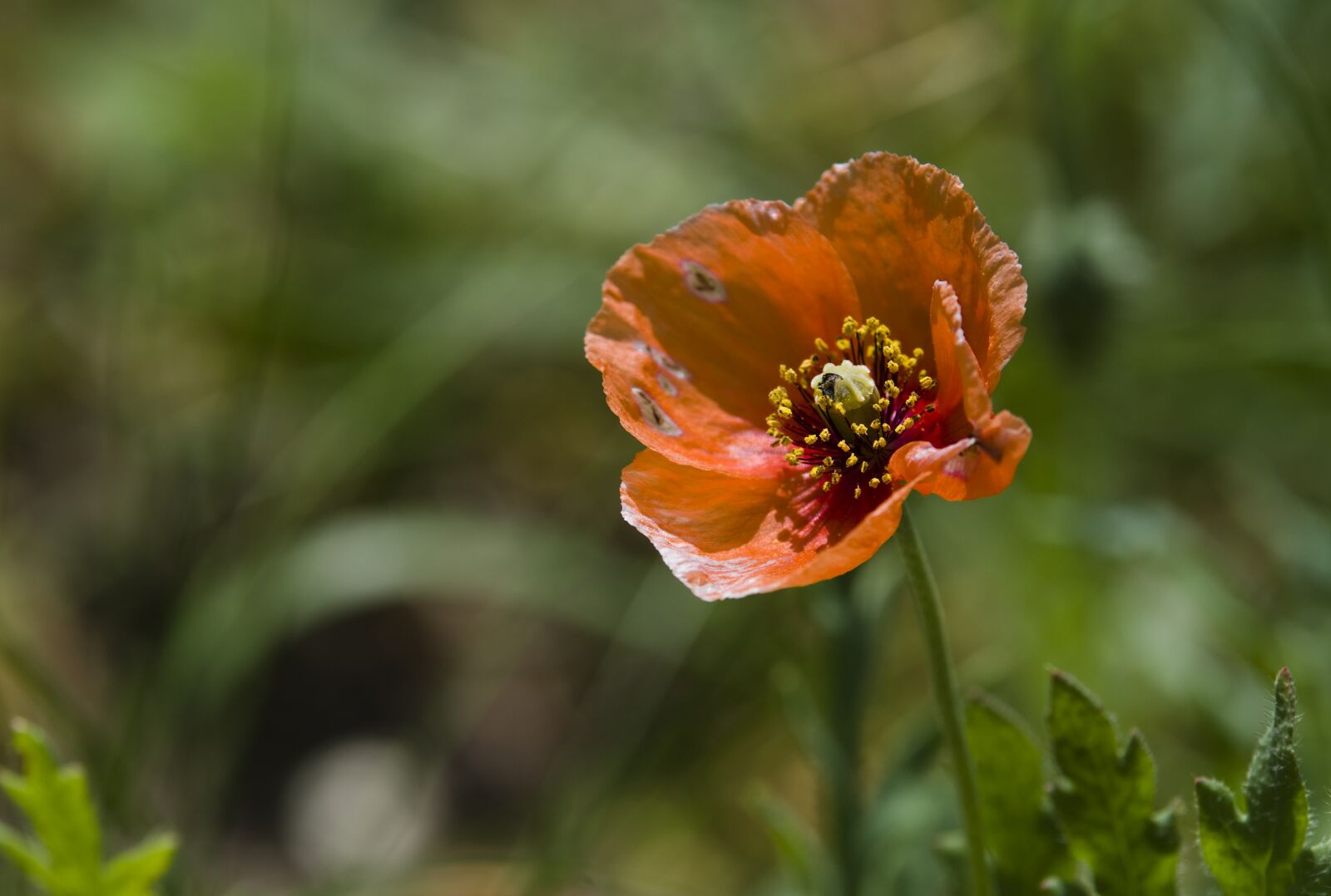 Pentax K-30 sample photo. Poppy, meadow, red photography