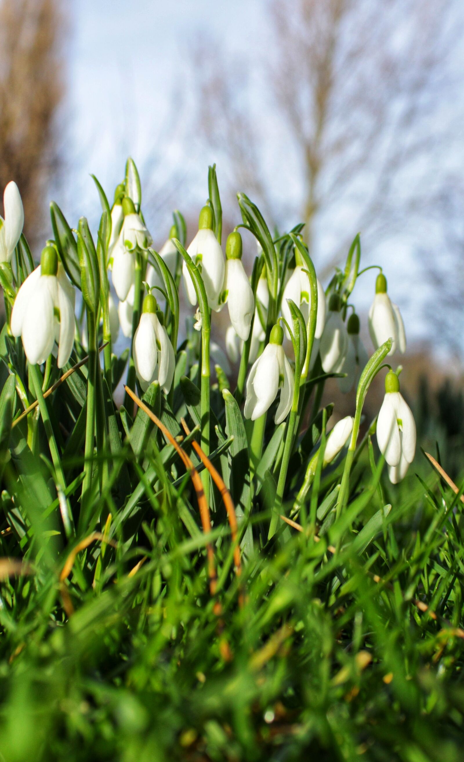 Canon EOS 2000D (EOS Rebel T7 / EOS Kiss X90 / EOS 1500D) sample photo. Snowdrop, flowers, spring flower photography