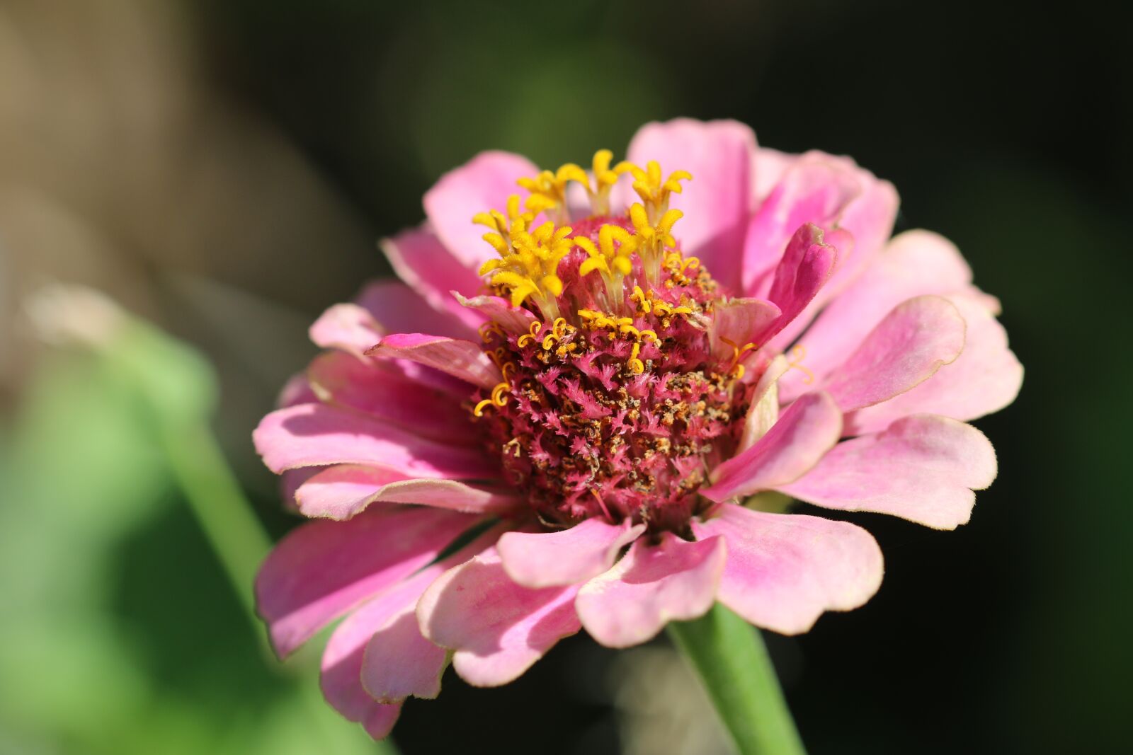 Canon EOS 70D + Canon EF 100mm F2.8 Macro USM sample photo. Rose, nature, flower photography