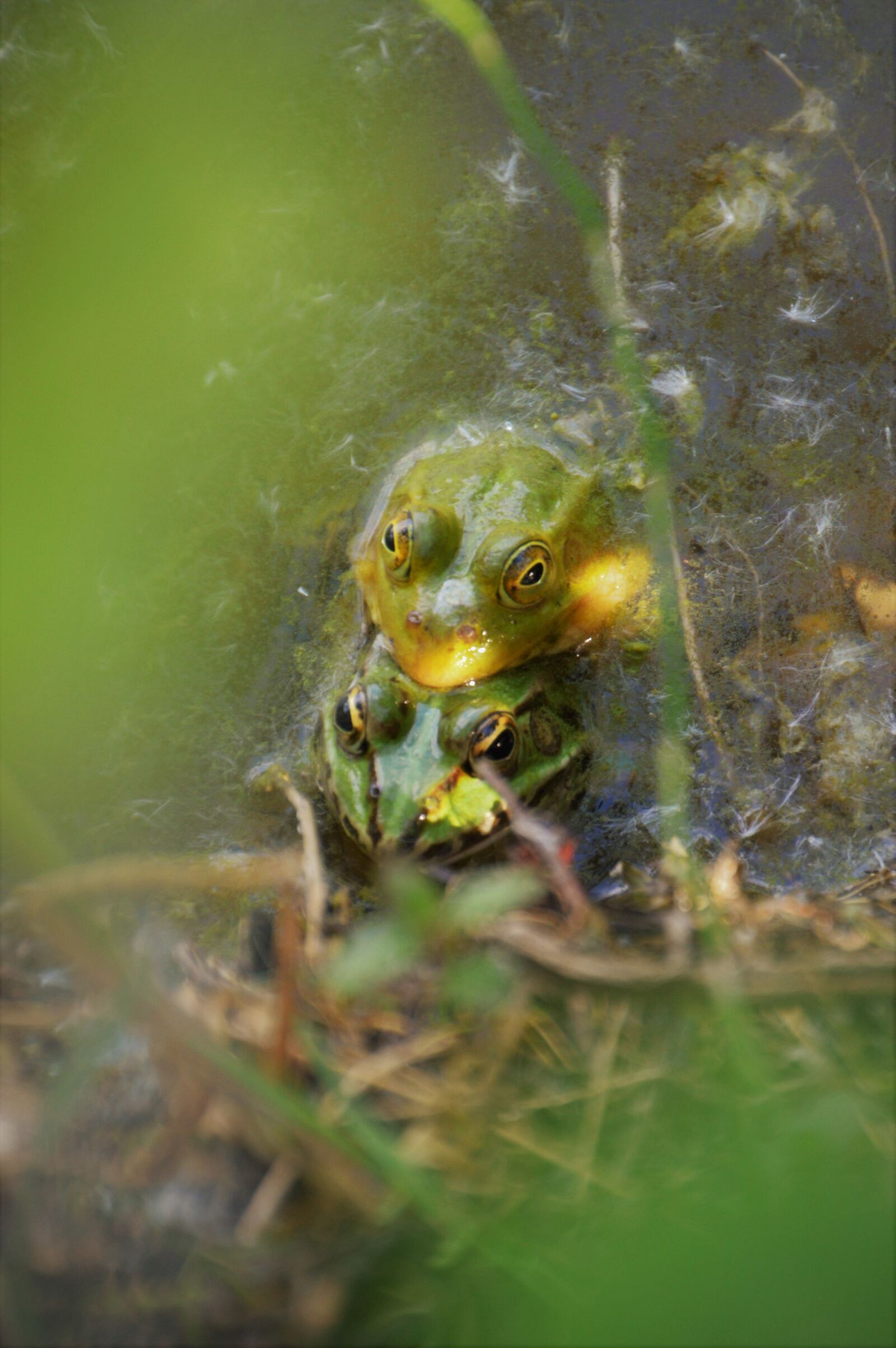 Nikon D3200 sample photo. Frog, animal, pond photography