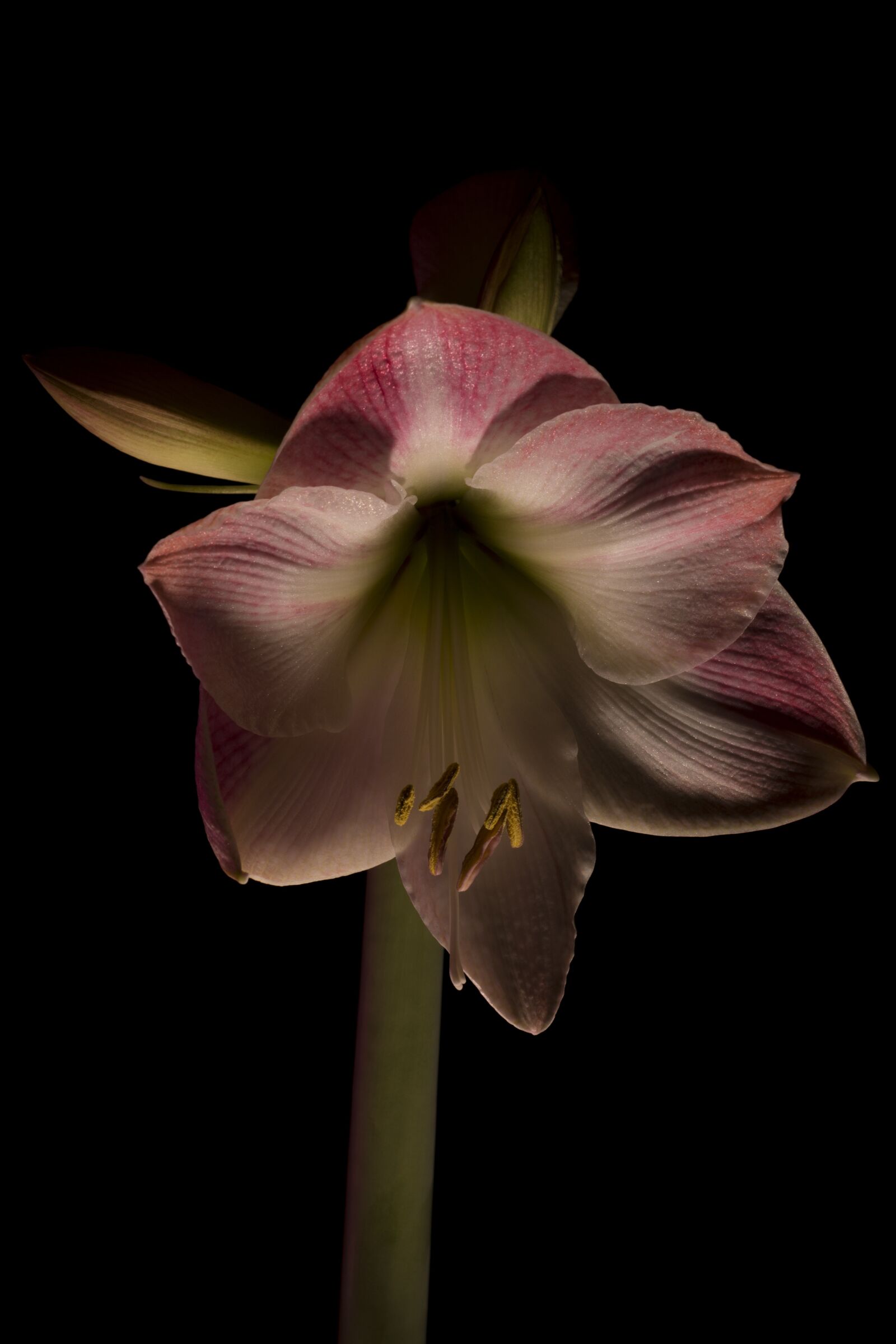 Nikon D7100 sample photo. Amaryllis, flower, bloom photography