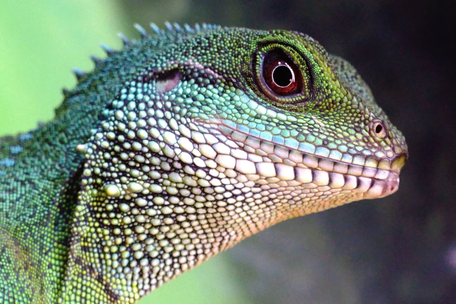 Panasonic Lumix DMC-FZ1000 sample photo. Lizard, chameleon, pet, reptile photography