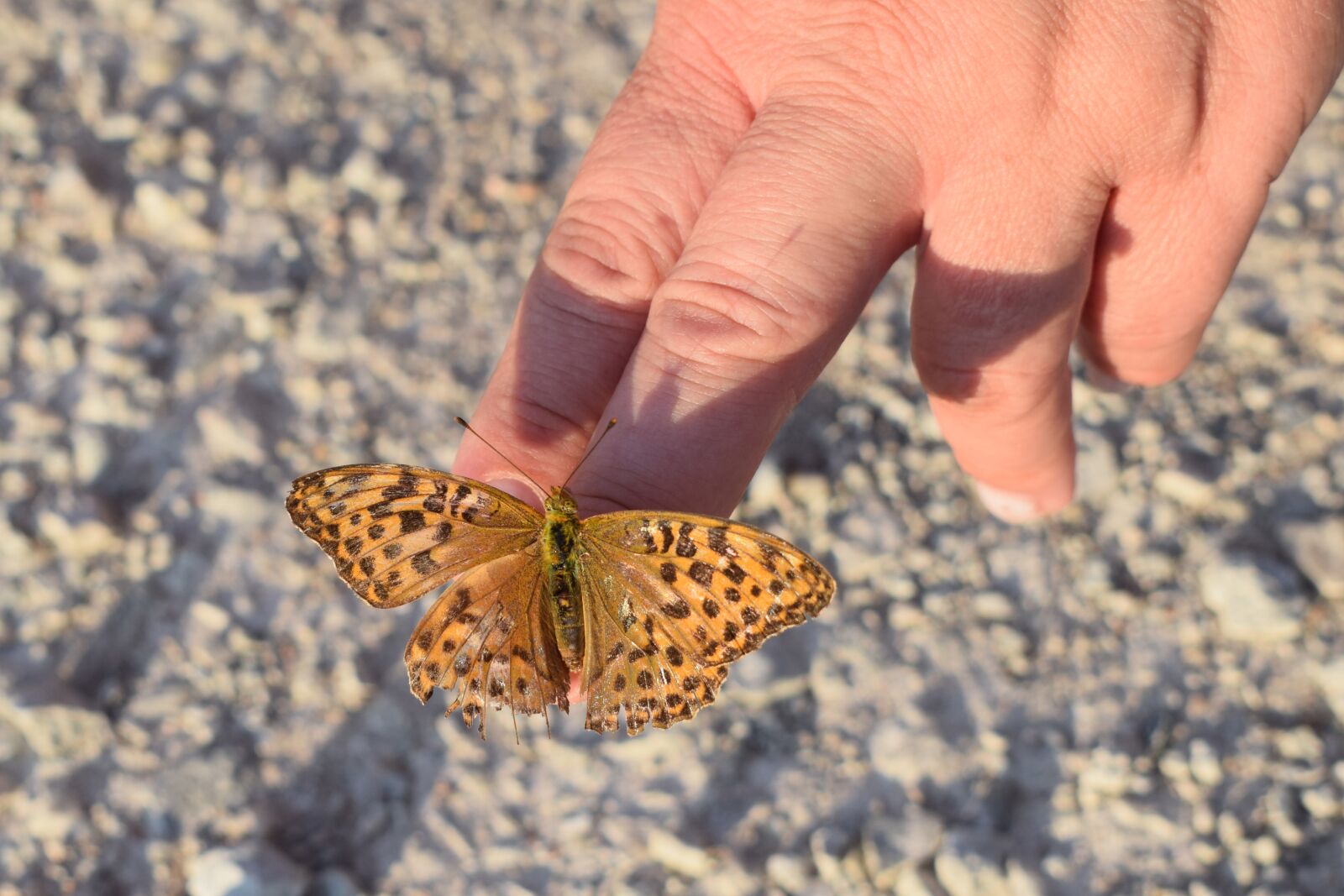 Nikon D5300 sample photo. Butterfly, p rlemorfj ril photography