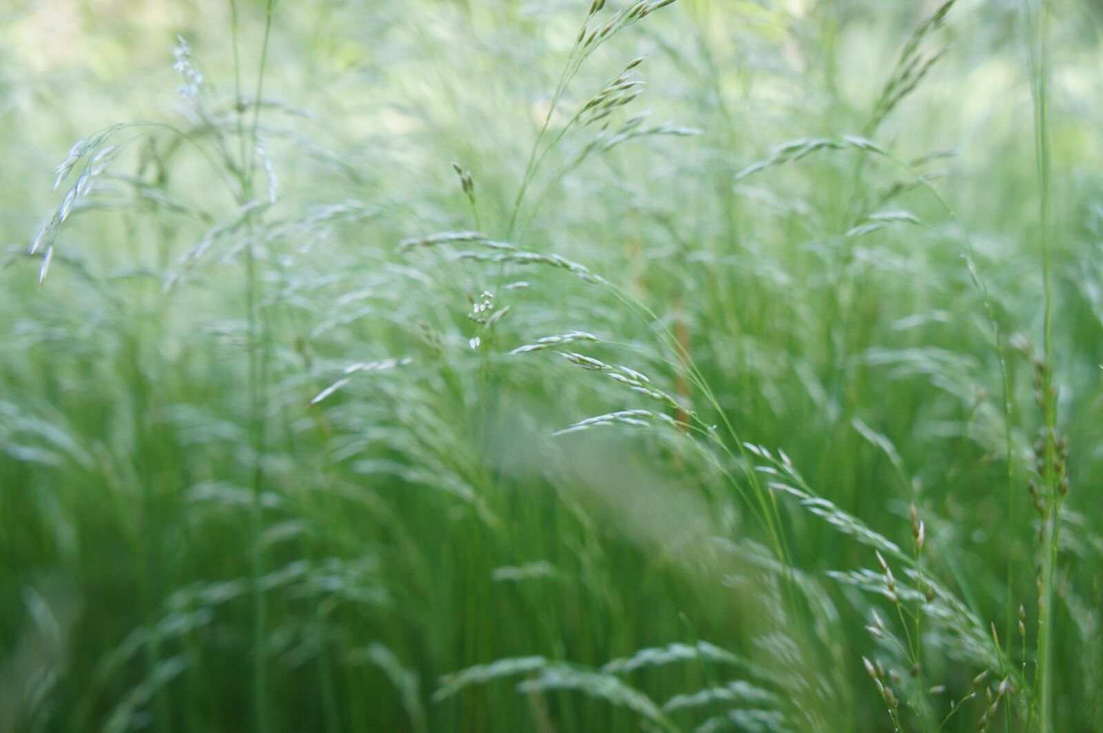 Sony Alpha NEX-C3 + Sony E 18-55mm F3.5-5.6 OSS sample photo. Grass, sedge, field photography