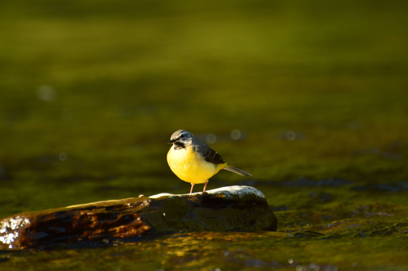 Nikon D3200 sample photo. Yellow wagtail, bird, animal photography