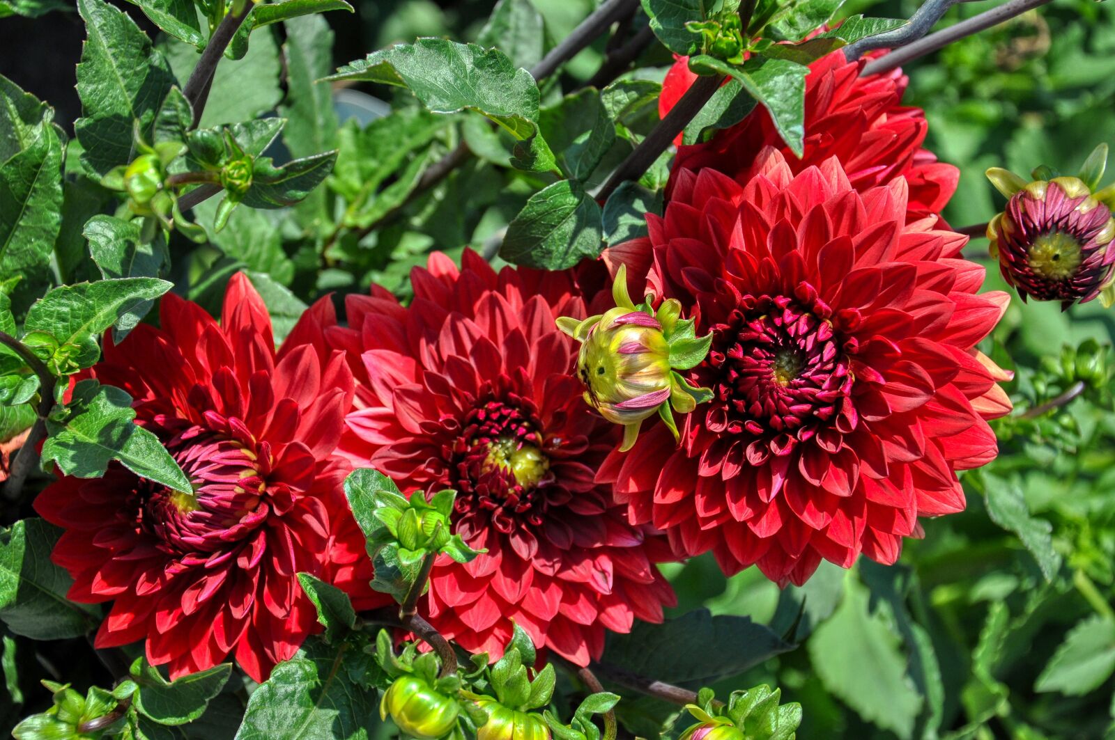 Nikon D5000 sample photo. Dahlias, dahlia, bloom photography
