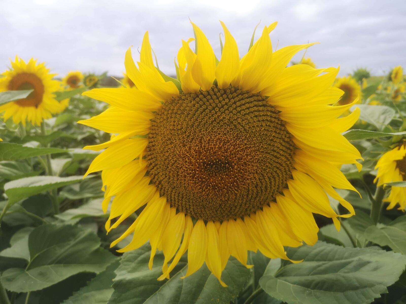 HUAWEI CLT-L29 sample photo. Sunflower, girasol, flower photography