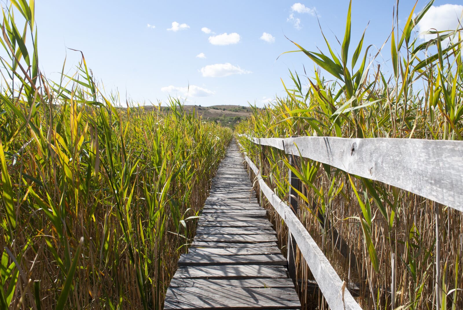 Nikon D3000 sample photo. Walk, reed, nature photography