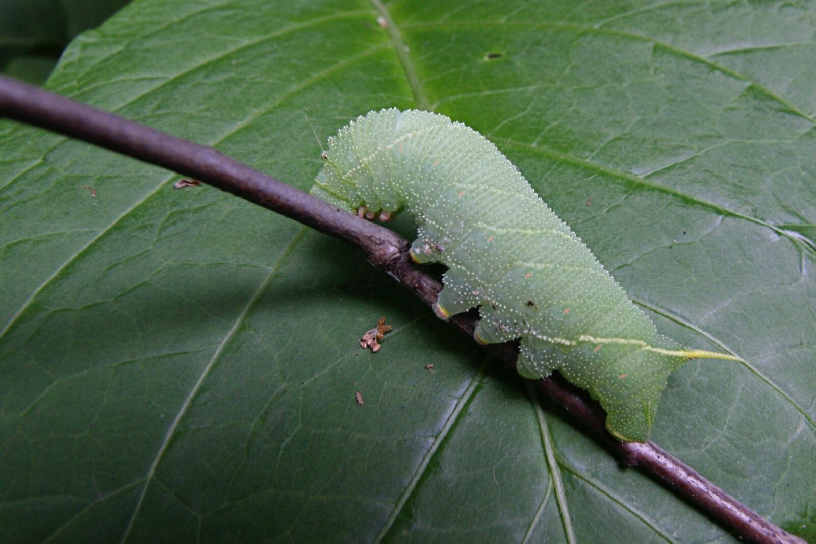 Canon EOS 400D (EOS Digital Rebel XTi / EOS Kiss Digital X) sample photo. Insect, caterpillar, poplar spinner photography