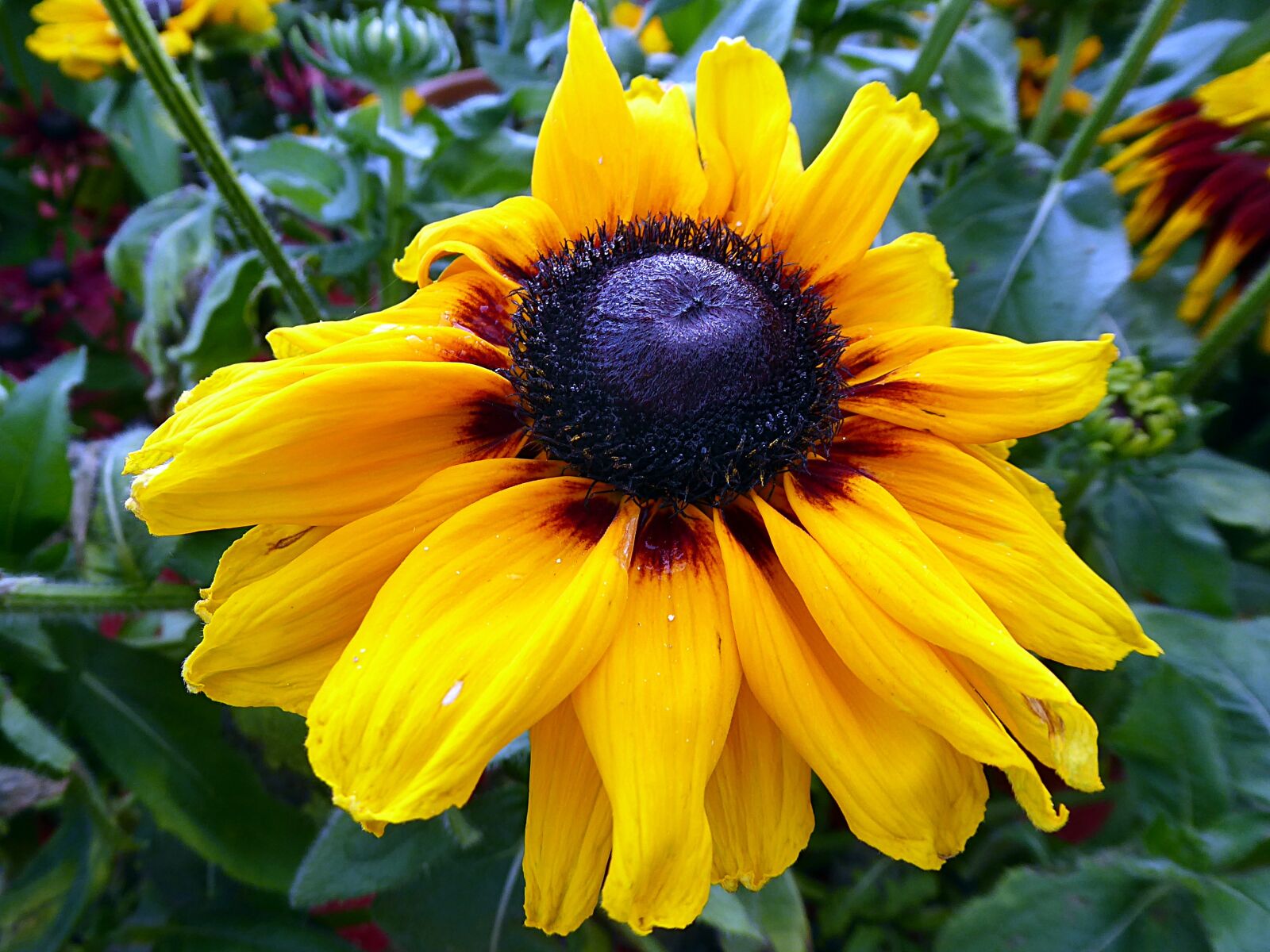 Panasonic Lumix DMC-ZS50 (Lumix DMC-TZ70) sample photo. Flower, rudbeckia, yellow photography