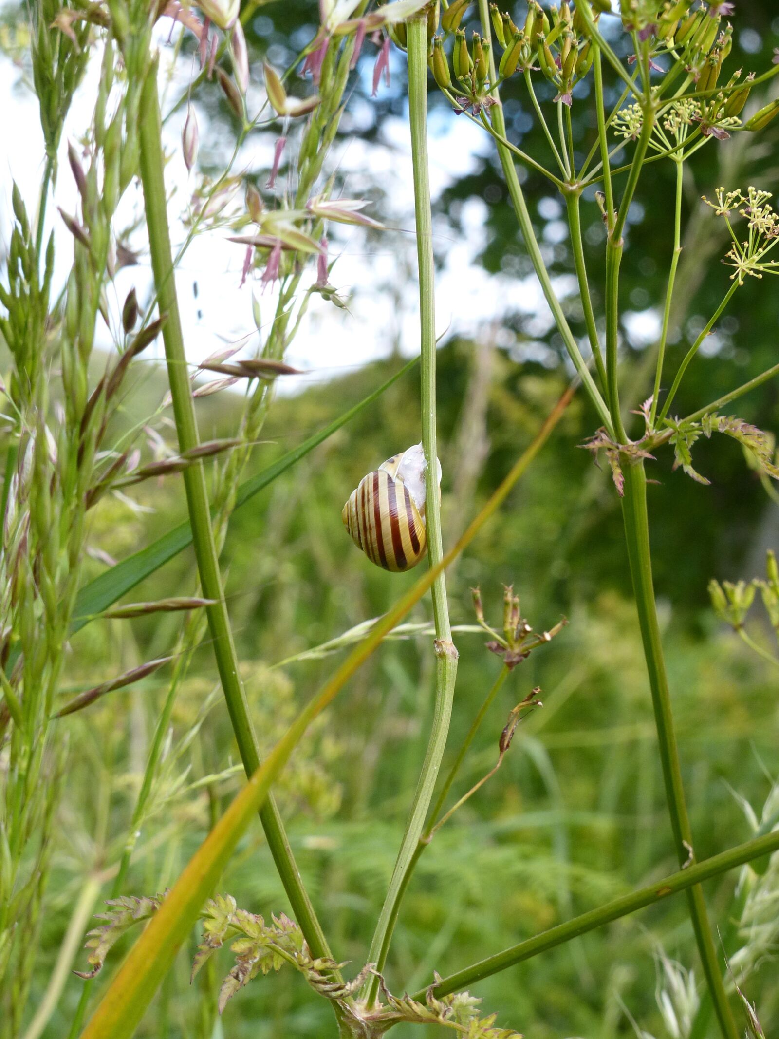 Panasonic Lumix DMC-FZ200 sample photo. Snail, humbug snail, grove photography