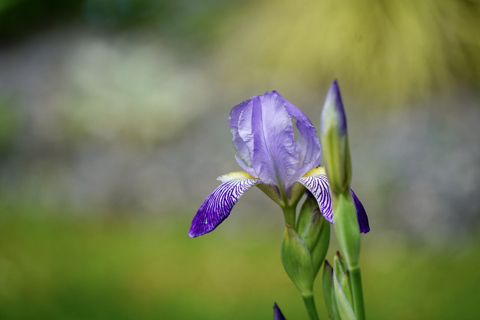 Sony FE 70-200mm F4 G OSS sample photo. Iris, iris flower, flower photography