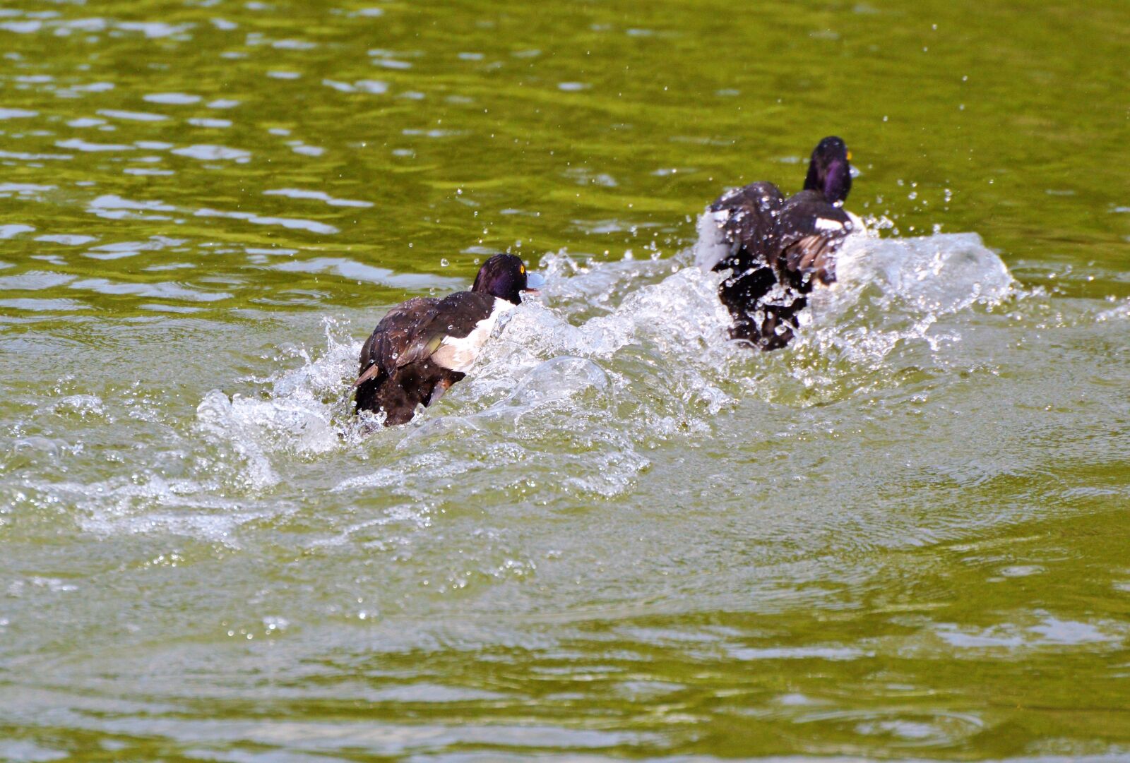 Nikon D3200 sample photo. Duck, water bird, row photography