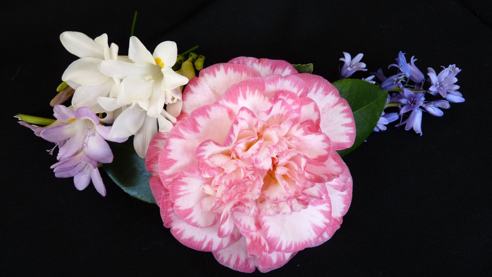 Panasonic Lumix DMC-FZ28 sample photo. Camellia, bluebell, flowers photography