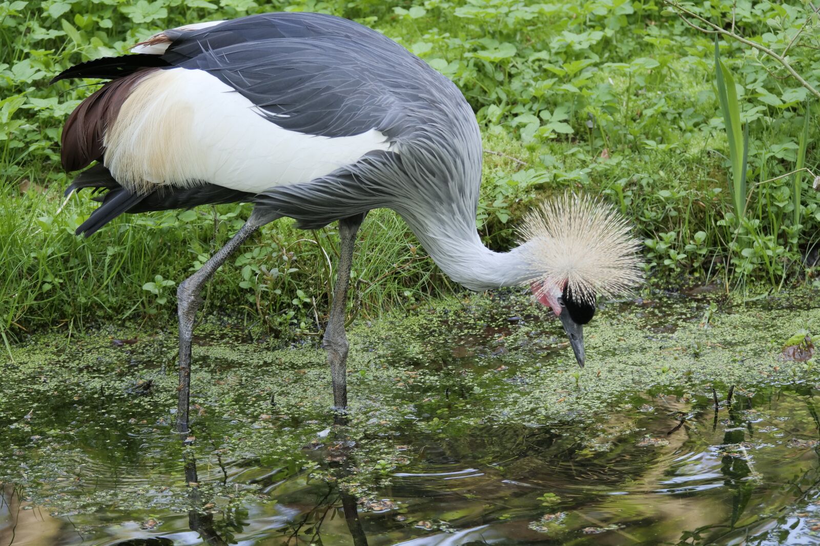 Panasonic Lumix DC-G9 sample photo. Grey neck king crane photography