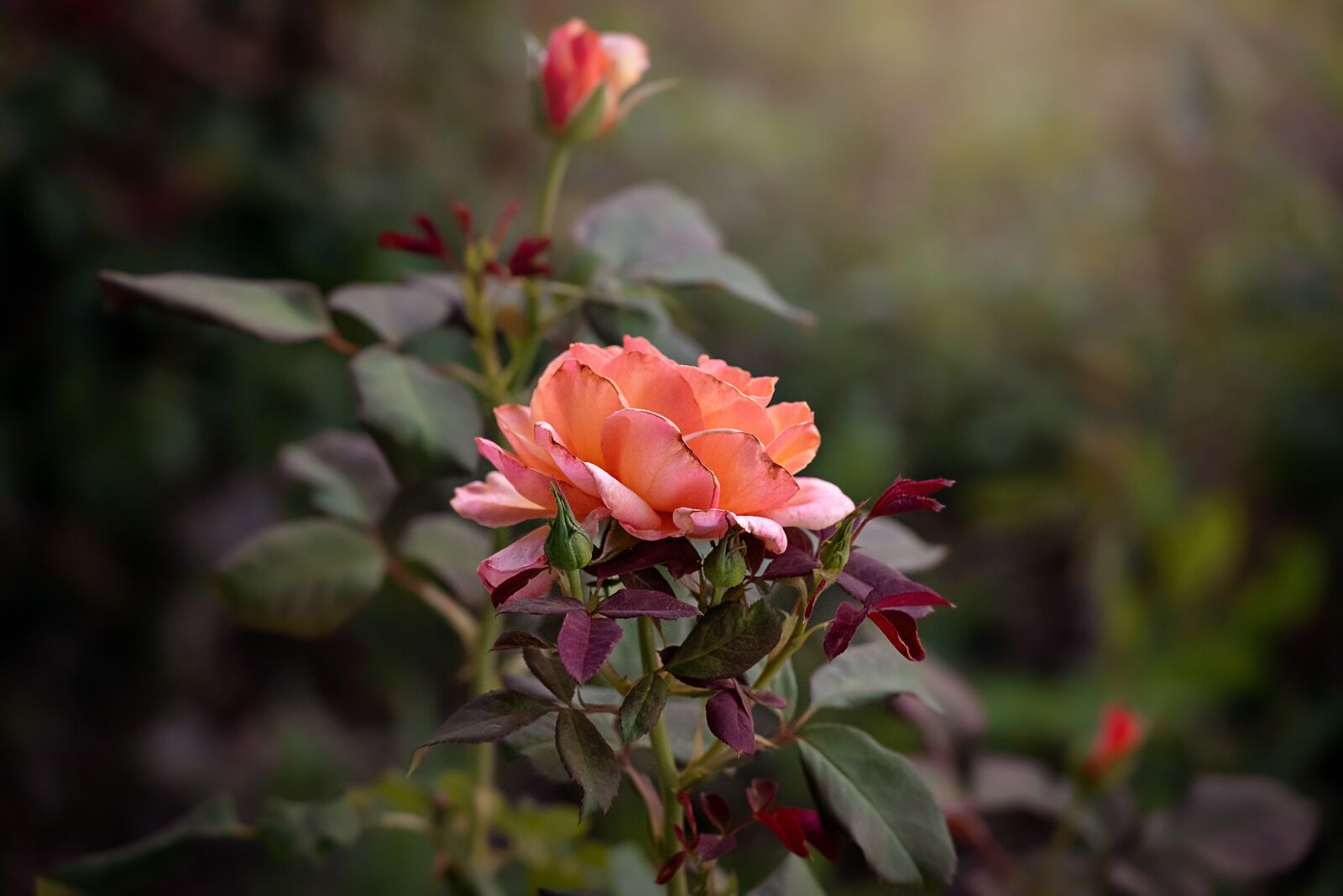 Nikon D750 sample photo. Rose, flower, nature photography