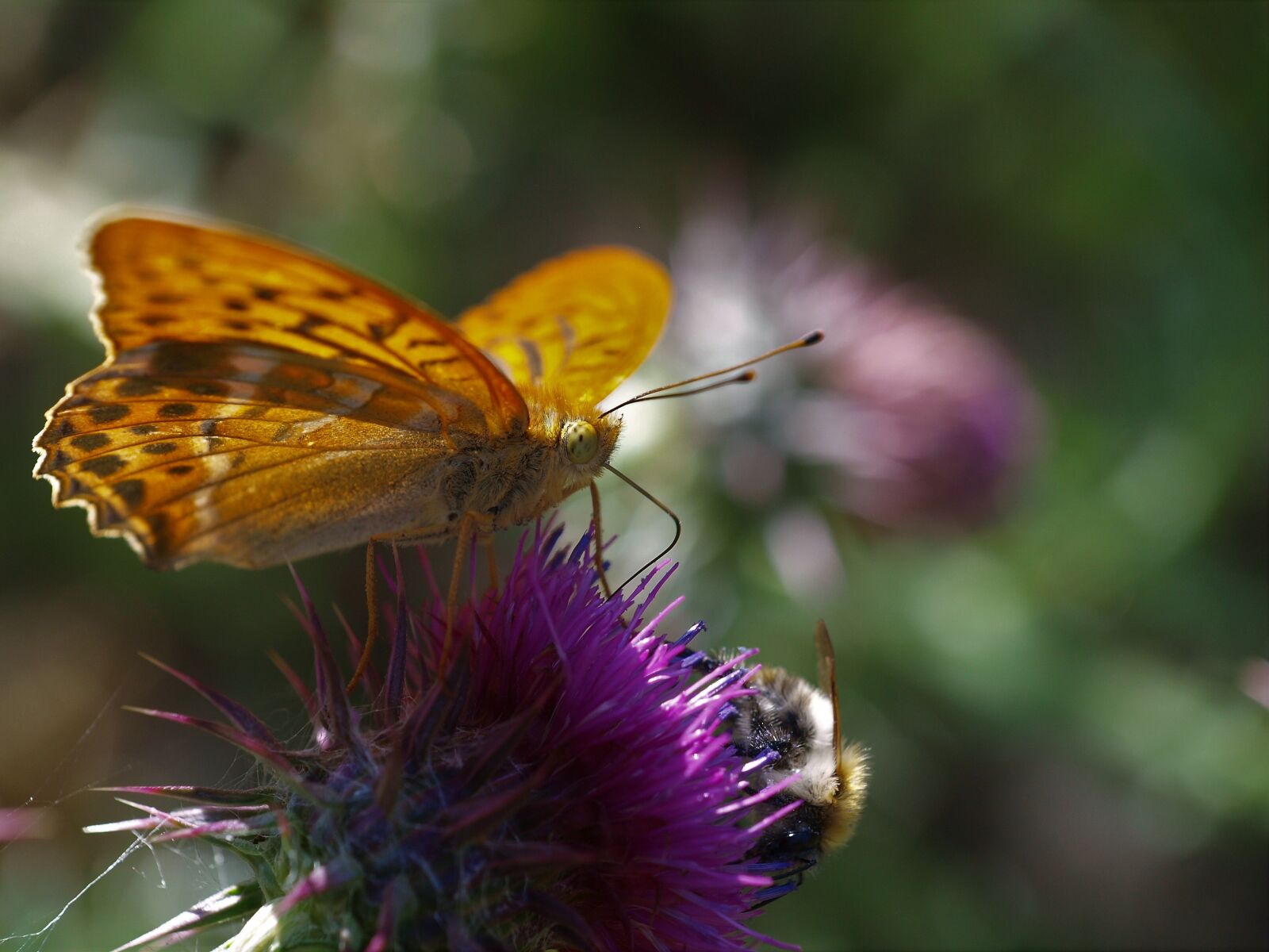 Olympus E-420 (EVOLT E-420) sample photo. Fritillary, butterfly, insect photography