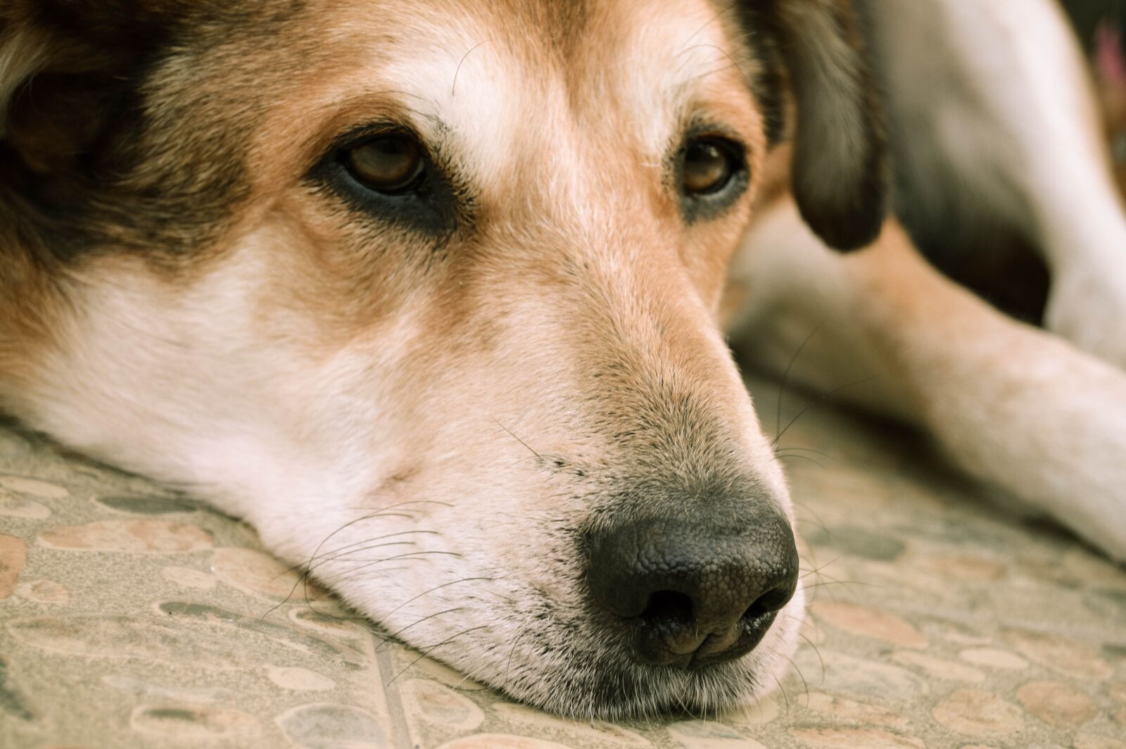 Nikon D3200 sample photo. Dog, animal, pet photography
