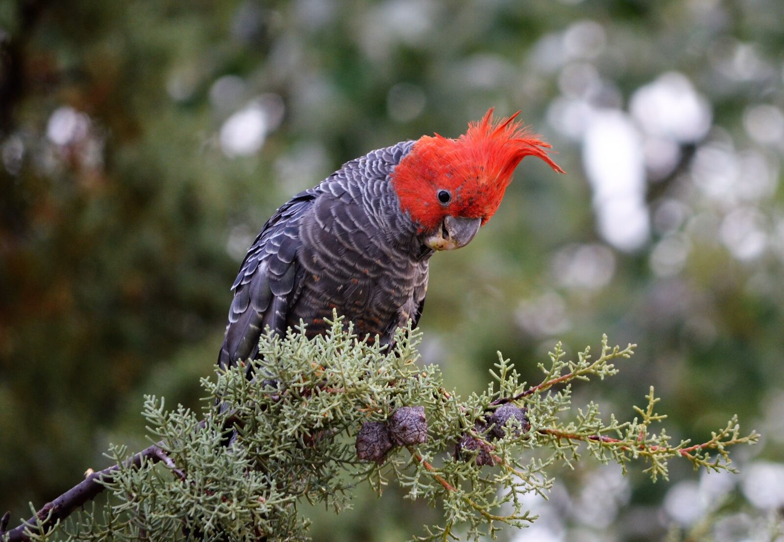Nikon D5100 sample photo. Bird, gang gang, australia photography