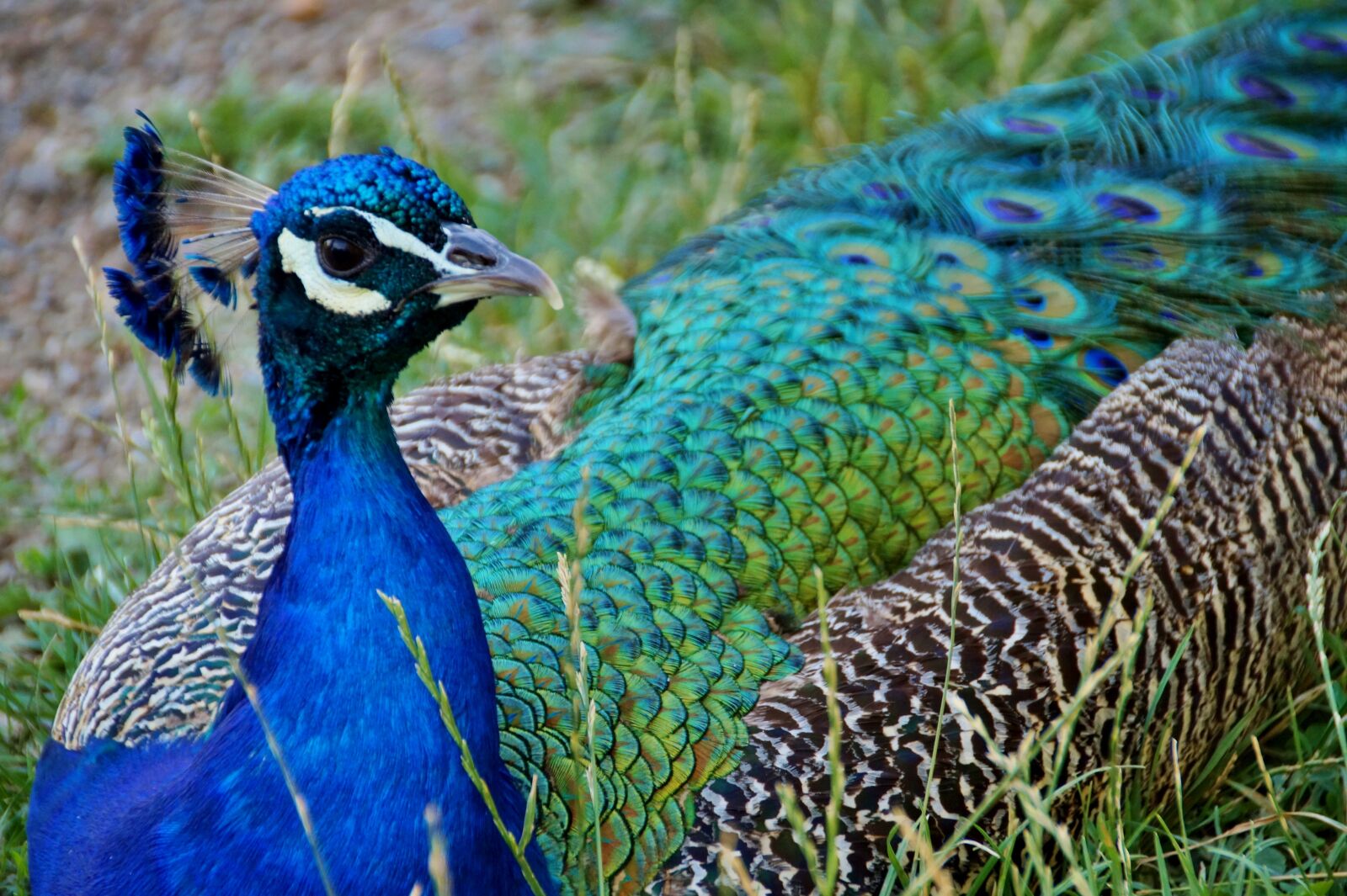Sony SLT-A58 sample photo. Peacock, kur, feather photography