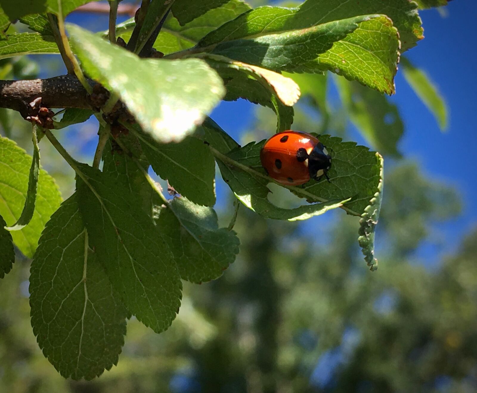 iPhone SE back camera 4.15mm f/2.2 sample photo. Ladybug, beetle, summer photography