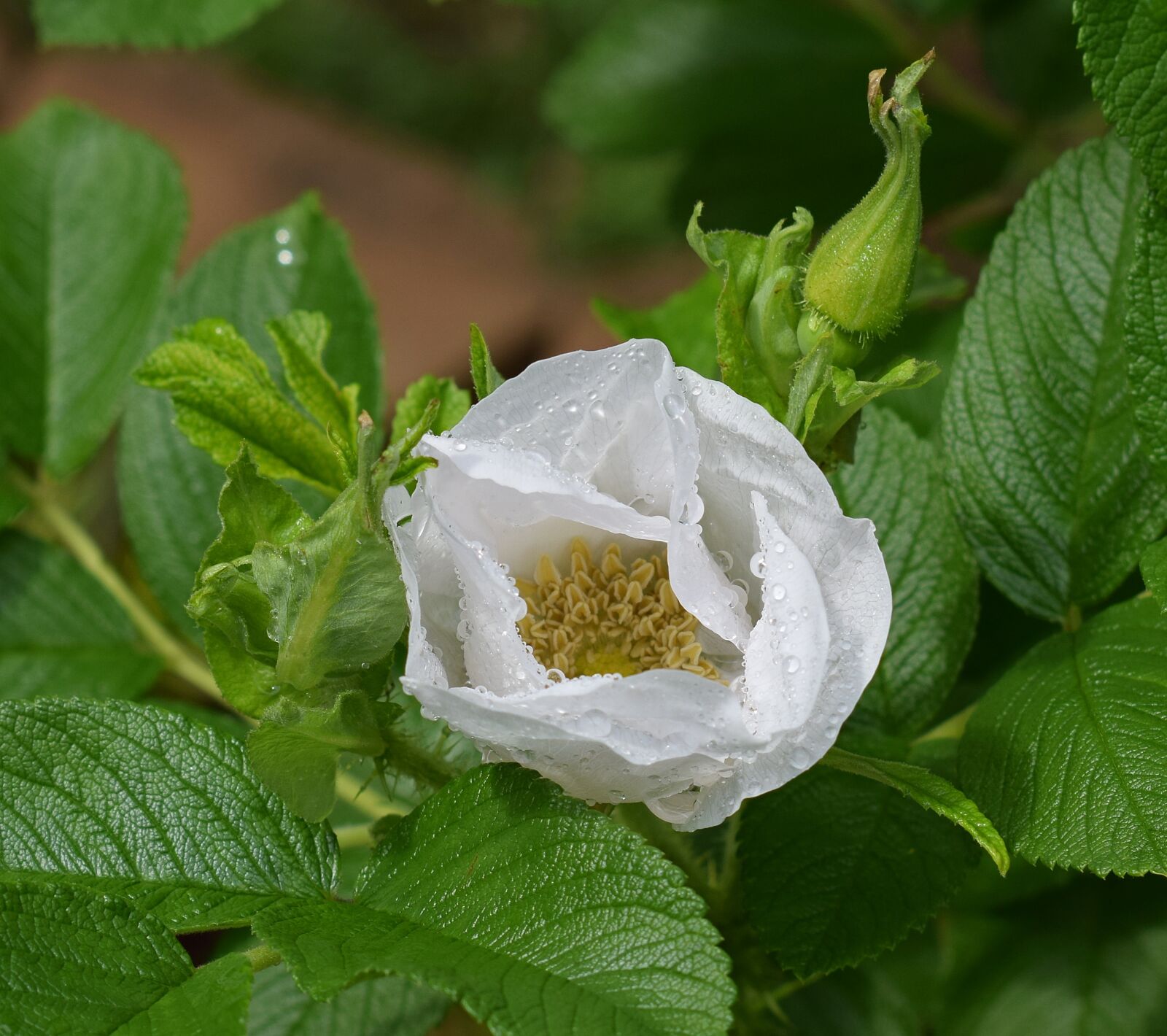 Nikon D3300 sample photo. Raindrops on rose, rose photography