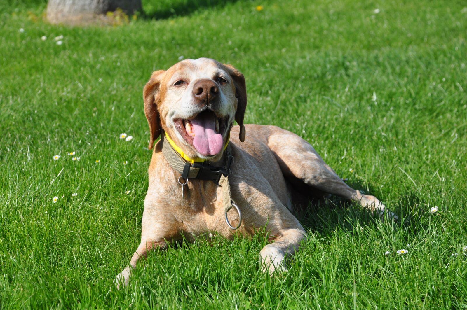 Nikon D90 sample photo. Dog, pet, animals photography