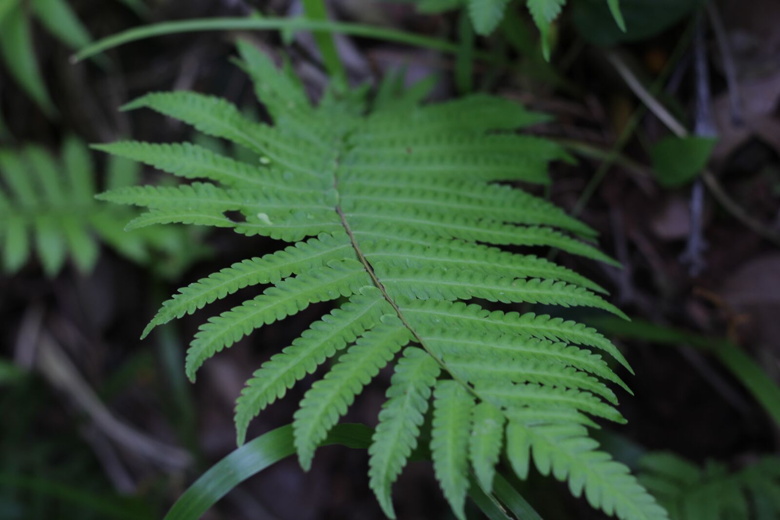 Canon EOS 600D (Rebel EOS T3i / EOS Kiss X5) sample photo. Fern, grass tree, the photography